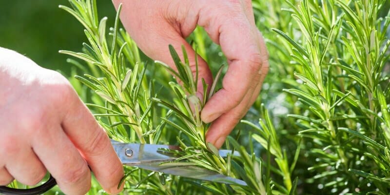Thyme to Spice up Your Farm WiFi – Point to Point Solution