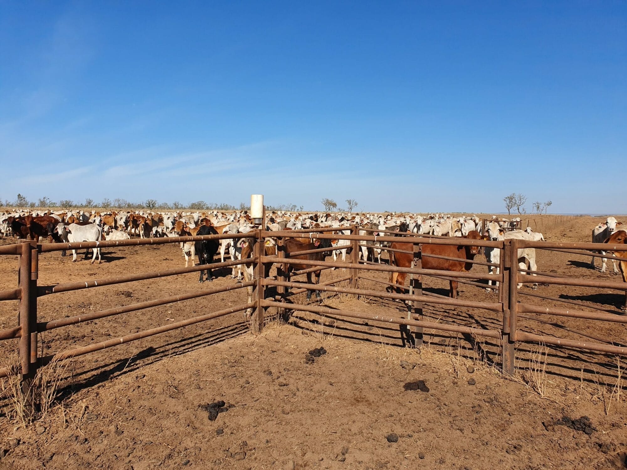 Remote Cattle Station Connectivity