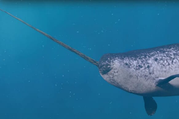 Poynting Narwhal Antenna feature image